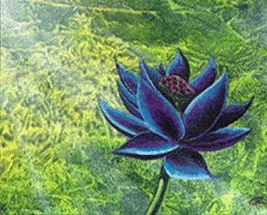 Black Lotus