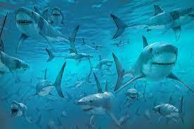 sailors report seeing a lot of sharks offshore